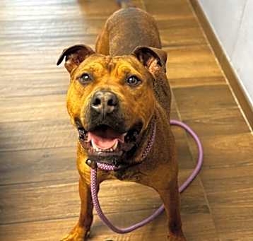 Photo of Bowser