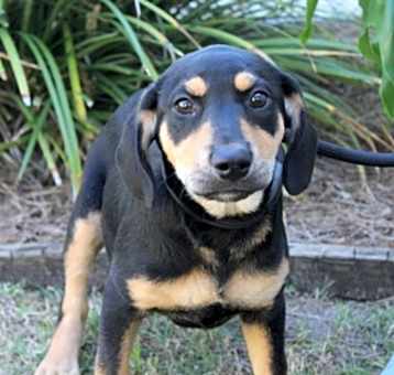 Photo of Remus