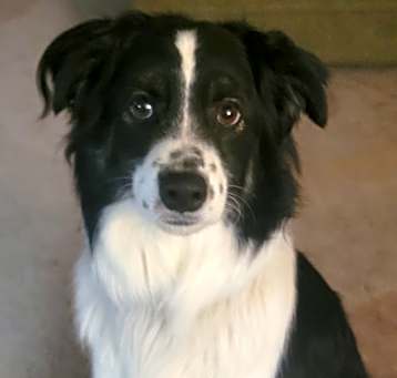 Photo of Odin
