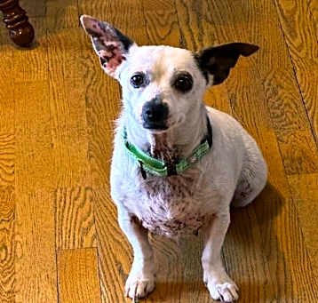 Photo of Indie