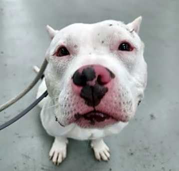 Photo of Annie