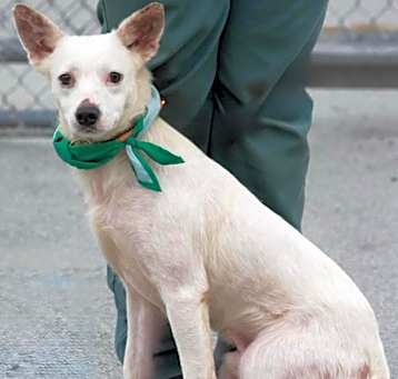 Photo of Dobby
