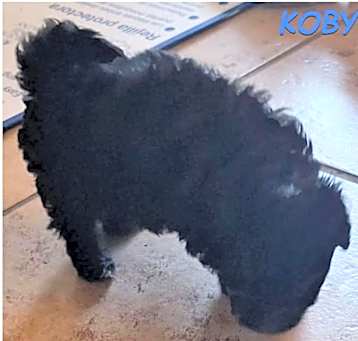 Photo of Koby