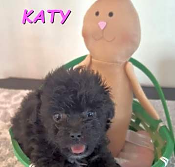 Photo of Katy