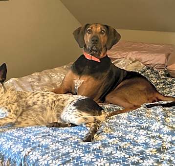 Photo of Otis