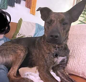Photo of Rhodie