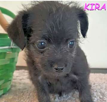 Photo of Kira