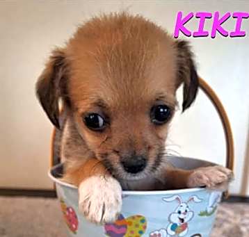 Photo of Kiki