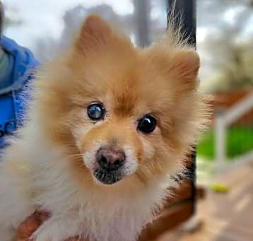 Photo of Fluffy