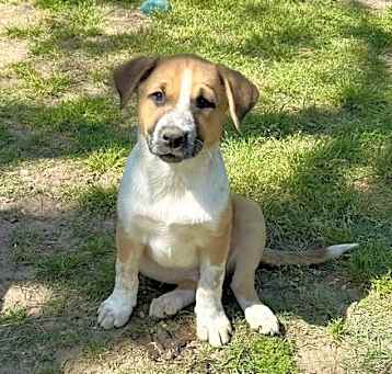 Photo of Bailey