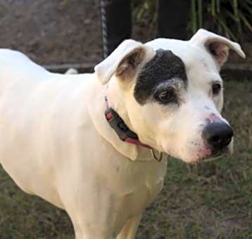Photo of Speckles