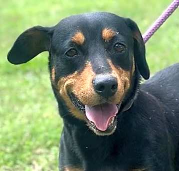 Photo of Kado