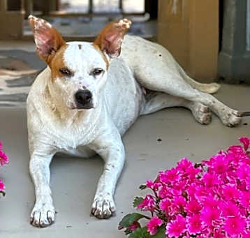 Photo of Patches