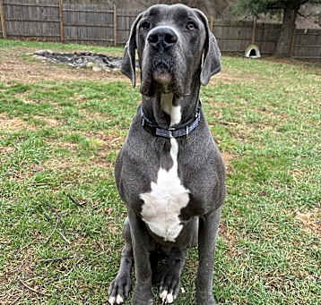 Photo of Bluey