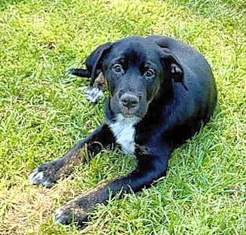 Photo of Whiskey