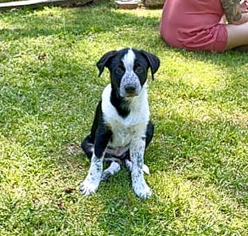 Photo of Guinness