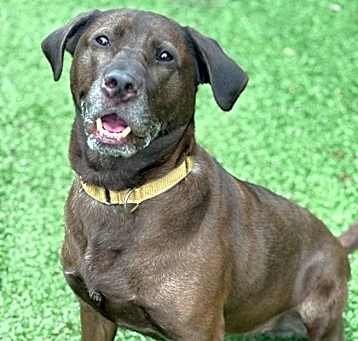 Photo of Scout