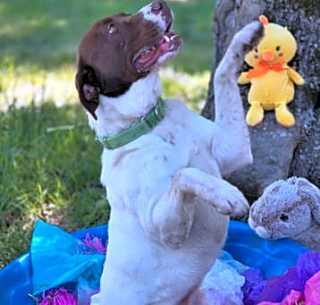 Photo of Boo(HW+ Treatment Sponsored)