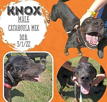 Photo of Knox
