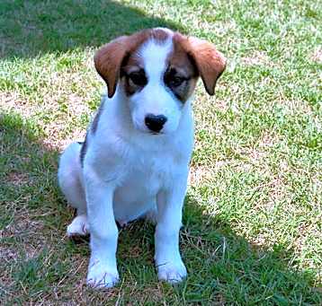 Photo of Teddy