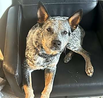 Photo of Bruno
