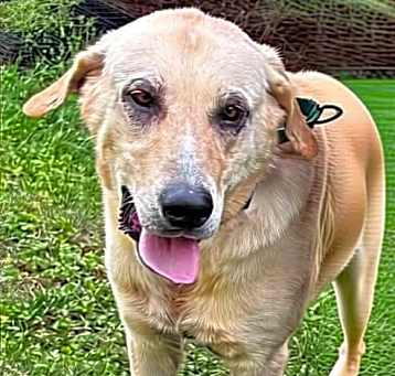 Photo of Butters: Not At the shelter