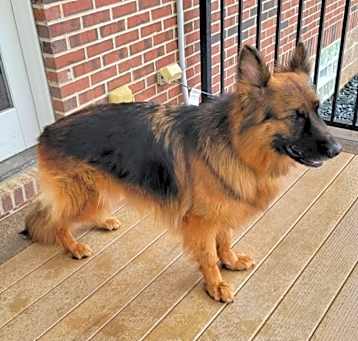 Photo of Lola