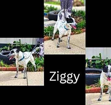 Photo of Ziggy