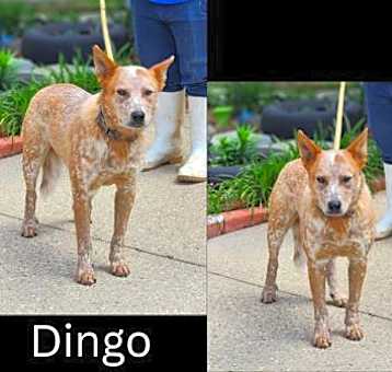 Photo of Dingo