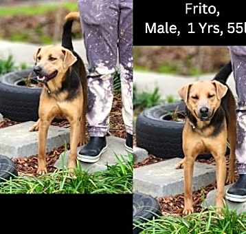 Photo of Frito