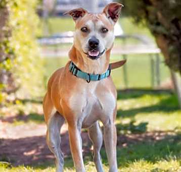 Photo of BAILEY
