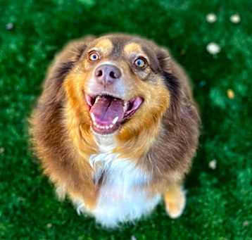 Photo of Koda