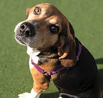 Photo of Penny
