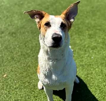 Photo of Scarlet
