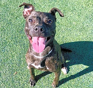 Photo of Nala