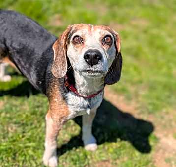 Photo of Whiskey