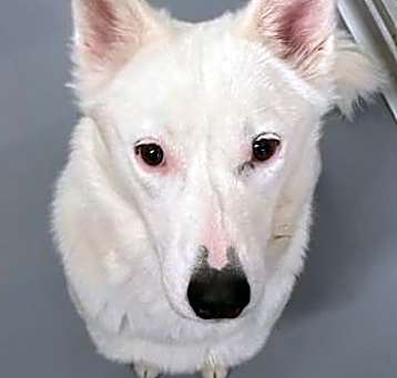 Photo of Nova
