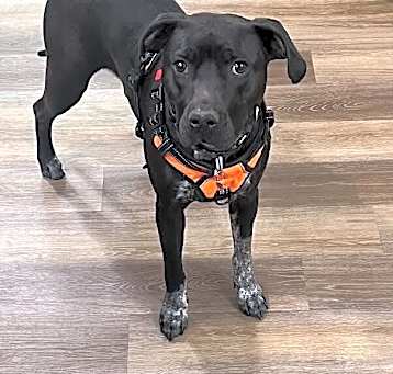 Photo of Raven