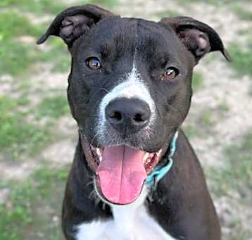 Photo of Blue