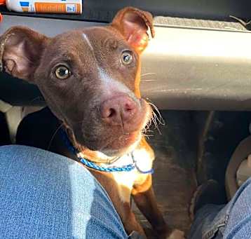 Photo of Brownie