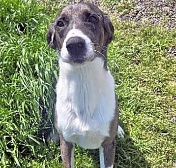 Photo of Ottis