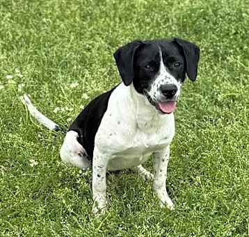Photo of Oreo