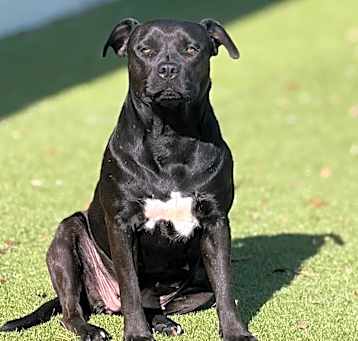 Photo of Sailor AKA Ebony 8173