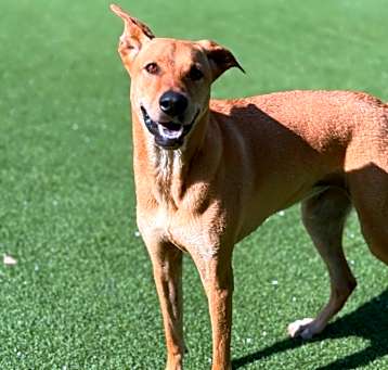 Photo of Sweet Pea