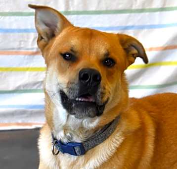 Photo of Charlie (Tonka) 