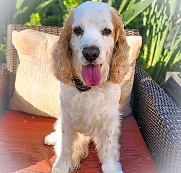 Photo of Milo