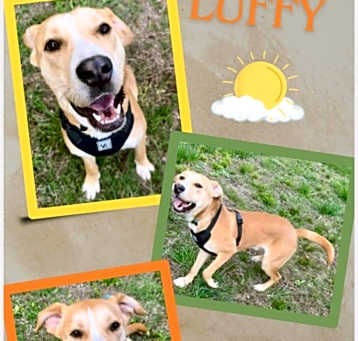 Photo of Luffy