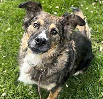 Photo of Marigold