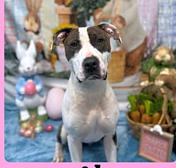 Photo of Willow