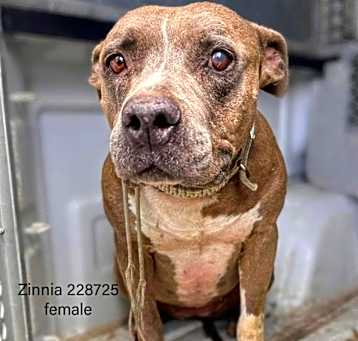 Photo of Zinnia 